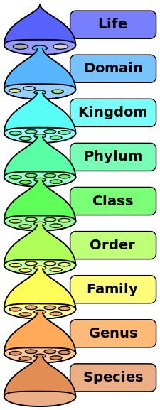 Taxonomic Rankings