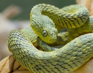 African Bush Viper