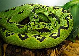 Asian Palm Viper