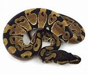 Ball Python