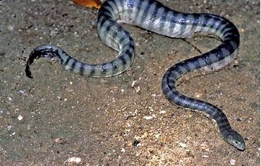 Beaked Sea Snake