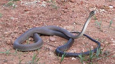 Black Mamba Snake