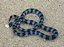 Common or Blue Krait