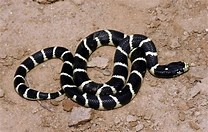 California King Snake