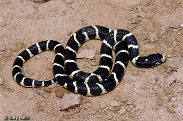 California King Snake