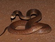 Coastal Taipan