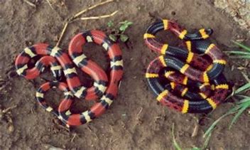 Coral Snake and Milk Snake