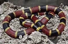 Coral Snake