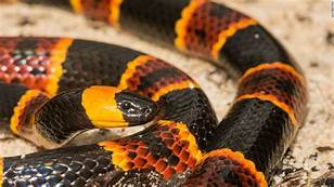 Coral Snake