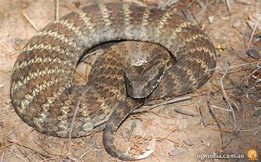 Death Adder