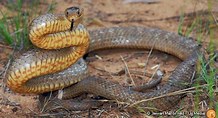 Eastern Brown Snake