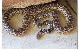 Gopher Snake