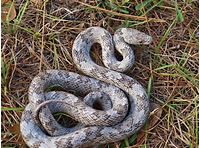 Gray Rat Snake