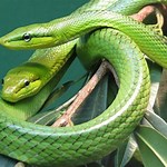 Green Rat Snake