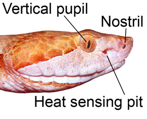 heat-sensing-pits