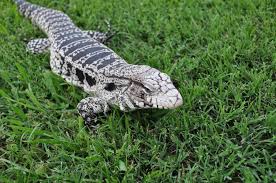 Argentine Tegus