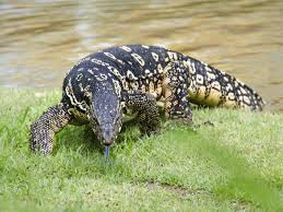 Asian Water Monitors