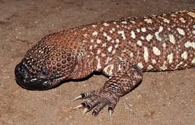 Beaded Lizard