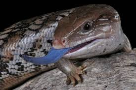 Blue-Tongued Skink