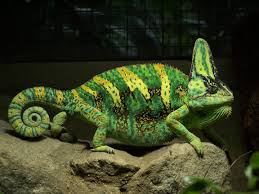 Chameleon