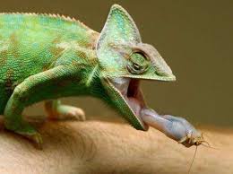 Veiled Chameleon