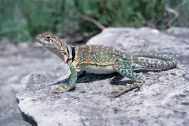 Collared Lizard