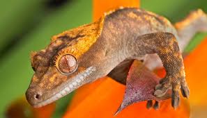 Crested Gecko