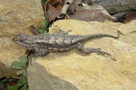 Eastern Fence Lizard