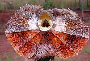 Frilled Lizard