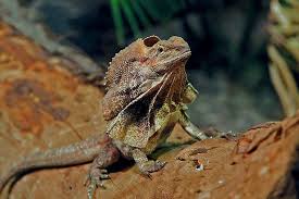 Frilled Lizards