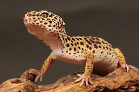 Gecko