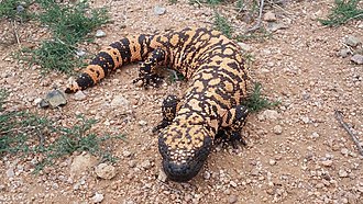 Gila Monster