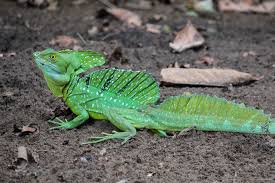 Green Basilisk