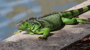 Iguana