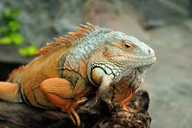 Iguana