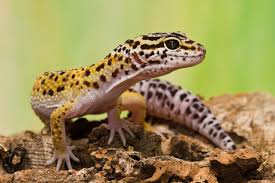 Leopard Gecko