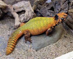 Moracan Euromastic Lizard