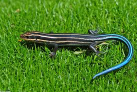 5 Lined Skink