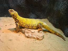 Uromastic Lizard