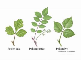 Plant Chart