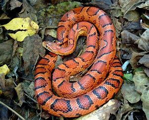 Red Rat Snake