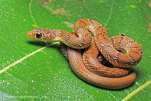 Red Rat Snake