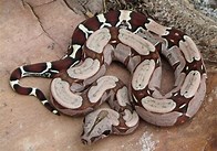 Red-Tailed Boa