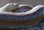 Rosy Boa