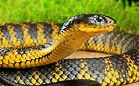 Gray Rat Snake