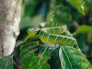 Waglers Viper