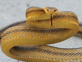 Yellow Rat Snake